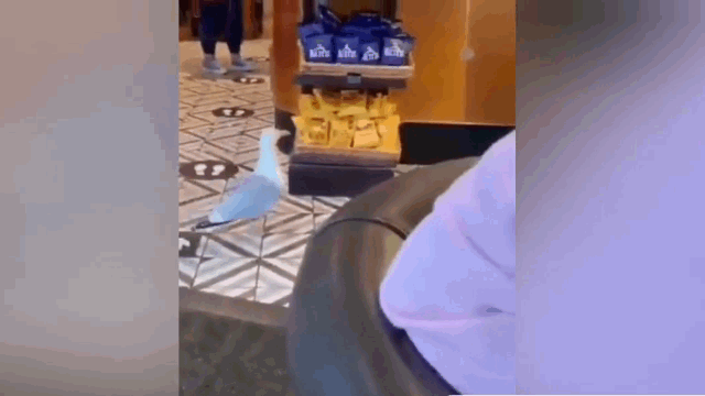 Hai au gio tro “luu manh”, xong vao cua hang trom bim bim