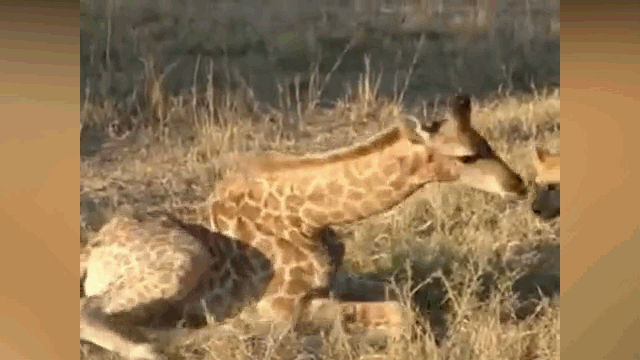 Video: Huou cao co bat day tu “coi chet”, tung vo da lat ham su tu