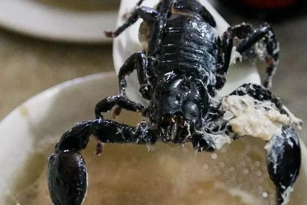 Kinh hãi món canh bọ cạp nguyên con khiến thực khách “tim đập chân run”