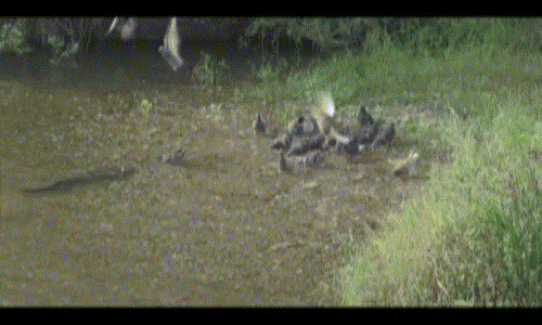 Kinh ngạc cảnh cá da trơn lên bờ săn chim bồ câu Kinh ngac canh ca da tron len bo san chim bo cau