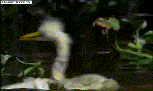 Rợn người cảnh cá hổ điên cuồng xé xác cò Ron nguoi canh ca ho dien cuong xe xac co