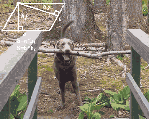 Chú chó thông minh.