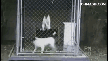 Phối hợp nhịp nhàng.