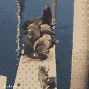 Về chỗ đi nào!