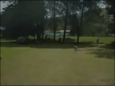 Cú bay tuyệt đỉnh.