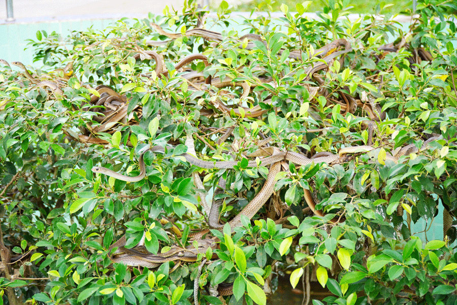 Gần 200 nghìn lượt khách đến ngắm rắn tại Trại rắn Đồng Tâm - Hình 3 Gan 200 nghin luot khach den ngam ran tai Trai ran Dong Tam-Hinh-3