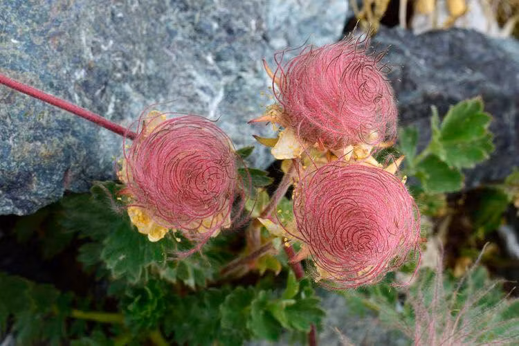 Mê mẩn vẻ đẹp tinh khiết của loài hoa khói thảo nguyên