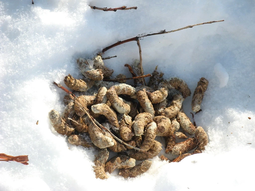 Ám ảnh món ăn từ chất thải khiến thực khách... khiếp vía