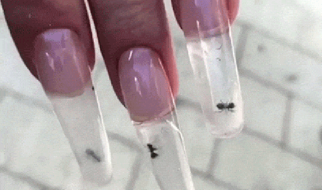 Những con kiến vẫn có thể thở và sống, bò đi bò lại trong móng tay. Tuy nhiên nhiều người cảm thấy nó không phù hợp và cũng không đẹp mắt về mặt thẩm mỹ.