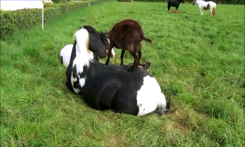 Hai chú dê đùa nghịch trên lưng ngựa.