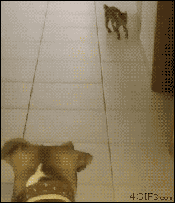 Làm trò gì thế?