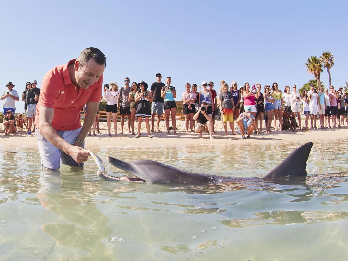 Trải nghiệm chơi đùa cùng cá heo hoang dã gần bờ biển Australia