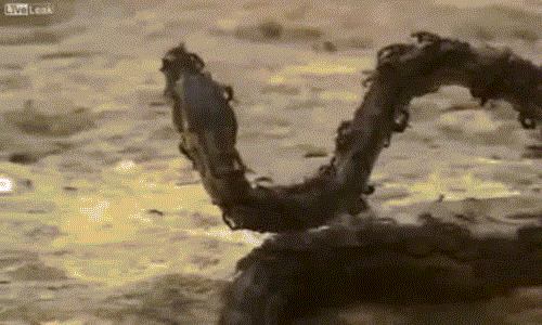 Video kiến lửa giết trăn trong chớp nhoáng vì xâm nhập tổ Video kien lua giet tran trong chop nhoang vi xam nhap to