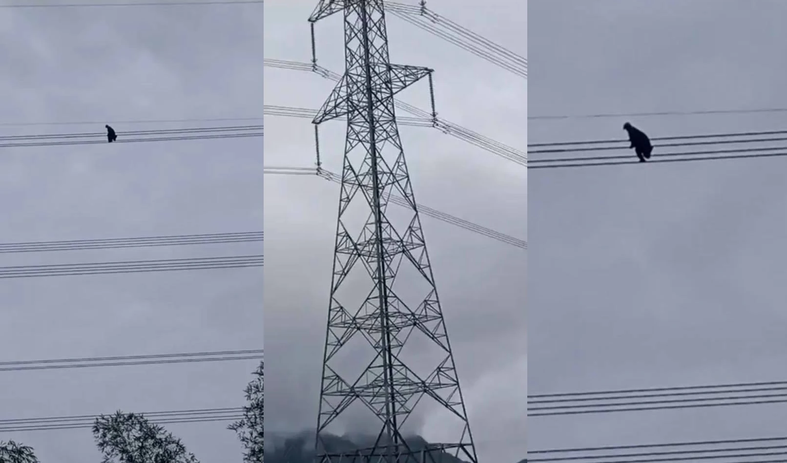 Nóng: Thanh niên ngáo đá trèo dây điện cao tít mít