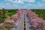 Đường hoa kèn hồng nở rộ ở Cần Thơ, du khách đổ về check-in