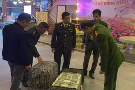 Nhà hàng ở Quảng Ninh mua bán trái phép động vật rừng