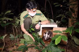 Những cơ quan nào được phép tiếp nhận gỗ, động, thực vật quý hiếm?