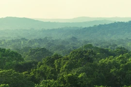 Chuyển hơn 4,38 ha rừng tự nhiên để làm mỏ đá vôi Hoàng Mai B