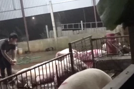 Hà Nội chất vấn "nóng" về lò mổ không dán tem vệ sinh thú y
