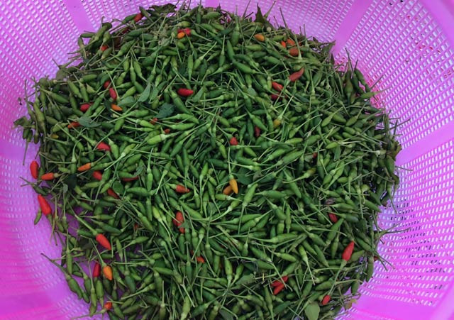 Với kích cỡ chỉ to hơn đầu cây nhang một chút, ớt xiêm rừng có vị thơm, cay nhưng không kiểu xé lưỡi như cùng loại trồng ở đồng bằng. Cũng như nhiều loại đặc sản khác, ớt xiêm rừng mọc tự nhiên ở nương rẫy, sườn núi đồi, hoàn toàn không có sự chăm sóc, bón phân nên đây là nông sản “sạch 100%”. Vì vậy từ nhiều năm qua, loại ớt này đã trở thành một trong những đặc sản nổi tiếng ở miền núi Quảng Ngãi.