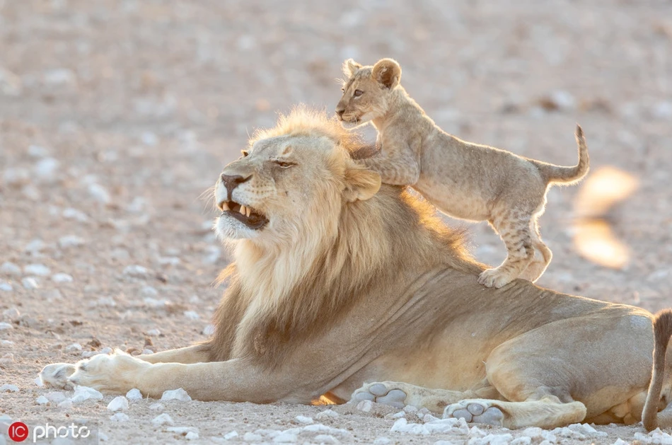 Ngắm cuộc sống an yên đáng yêu của vua sư tử đời thực