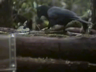 Qua việc gắn camera vào loài quạ New Caledonia, các nhà khoa học ghi lại được những cảnh tượng rất thú khi những con quạ thông minh săn mồi.