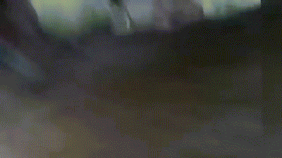 Hành vi của loài quạ New Caledonia đã được ghi nhận và đi vào những bài học ngụ ngôn nhưng đây là lần đầu tiên các nhà khoa học nắm bắt được hình ảnh này trong môi trường hoang dã.