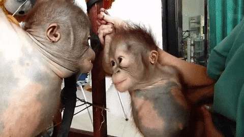 Asoka được tìm thấy nằm trơ trọi trong rừng không có mẹ chăm sóc, trong tình trạng rất tồi tệ. Nếu đội cứu hộ không đến kịp, chú đười ươi mồ côi đã bỏ mạng.