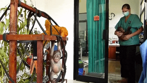 Cách đây chỉ vài tháng, Gito gần như đã chết khi được tìm thấy. Lúc mới được phát hiện, đội cứu hộ nghĩ rằng Gito không còn sống, họ rất đau buồn nhưng bằng một phép lạ nào đó, Gito cựa quậy, báo hiệu rằng mình còn sống. Chính vì thế Gito được gọi là chú đười ươi xác ướp.