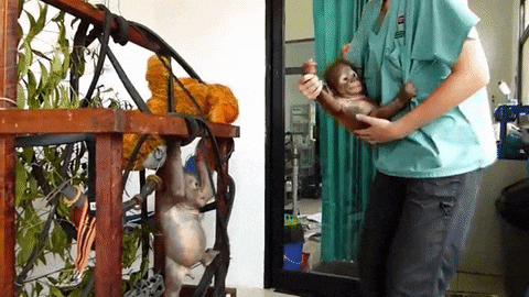 Sau khi được cứu, Gito được đưa về trung tâm cứu hộ động vật hoang dã nằm ở phía tây Boreno và tại đây, chú đười ươi mất mẹ đã có cuộc gặp gỡ định mệnh với Asoka, một chú đười ươi mồ côi mẹ khác.