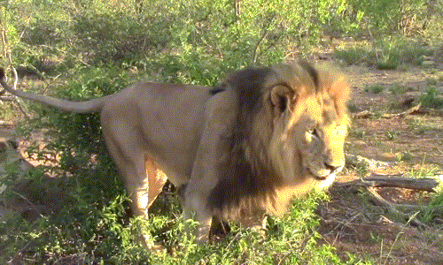 "Đẹp trai không bằng chai mặt", đó có lẽ là mánh khóe mà con sư tử đực đa tình này thường dùng để đối phó với những con sư tử cái mà nó muốn chinh phục.