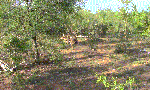 Cuộc giao phối của cặp đôi sư tử diễn ra khá êm đẹp khi không có bất cứ cuộc đánh ghen đẫm máu nào.