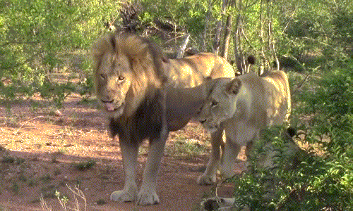 Thậm chí, hai con sư tử cái còn khá thân thiết, chúng có thể qua mặt nhau, tiếp xúc gần mà không hề tỏ ra khó chịu, tức giận.