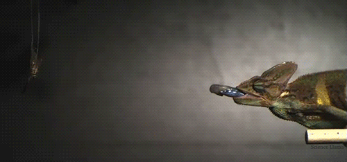 Nếu bạn nghĩ là con tắc kè hoa dễ thương, hãy xem hình ảnh quay chậm về màn bắt mồi rùng rợn này của nó.