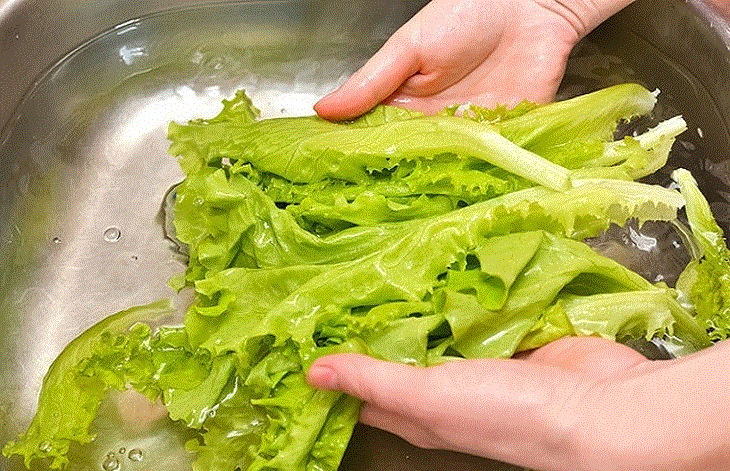 Lá rau xà lách khi cắt sẽ tiết ra chất dịch trắng giống sữa (hay còn gọi là nhựa), vì thế tên xà lách trong tiếng Latin là Lactuca, có nghĩa là sữa, được xem như một loại rau giàu chất dinh dưỡng.