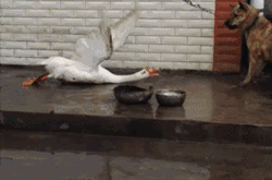 Hình ảnh một con ngỗng hung hăng dù đã bị trói cả hai chân nhưng vẫn có thể dọa chó sợ chết khiếp là một trong những ảnh động ấn tượng rất thú vị.