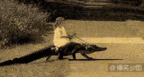 Hình ảnh khó tin nhưng có thật này khiến người xem sửng sốt vì cô bé quá dũng cảm, dám cưỡi cá sấu đi chơi.