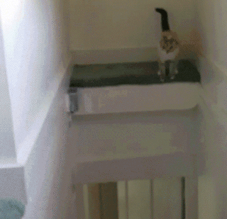 Chú mèo này xứng đáng là một trong những ninja mèo tài giỏi nhất với màn thoát hiểm trong gang tấc.