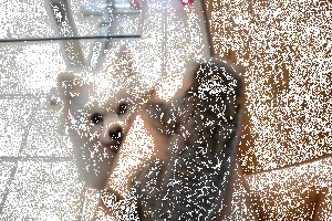 Nhờ có công phu siêu nhanh nhẹn, chú mèo này liên tục trêu tức kẻ thù truyền kiếp của mình thành công mà không hề hấn gì.