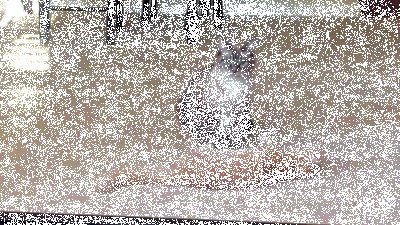 Kết hợp điệu nhảy thành một loại võ, mèo vàng thị uy với đồng loại của mình.