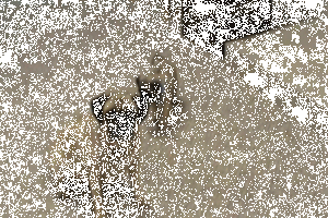 Âm thầm tiếp cận đánh lén, chú chó con này vừa xem xong một bộ phim ninja liền muốn thực hành ngay.