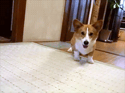 Không đợi được đến giờ G, chú chó này hạnh phúc nhộn nhạo thể hiện niềm vui sướng khi sắp được chủ nhân thưởng cho thứ mình yêu thích.