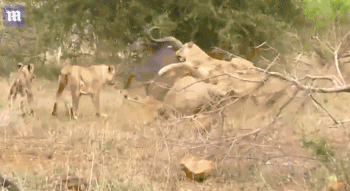 7 su tu du bam, can xe... trau rung khung khiep-Hinh-3