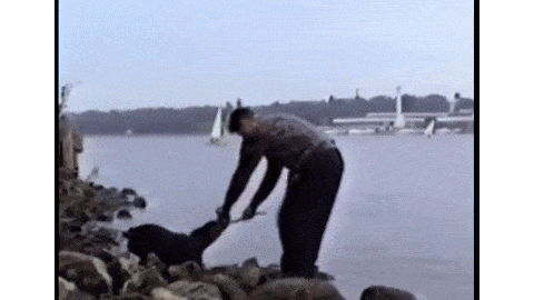 Chỉ vì giật thanh củi yêu thích từ mồm chú chó mà thanh niên này đã bị đẩy xuống sông một cách không thương tiếc.