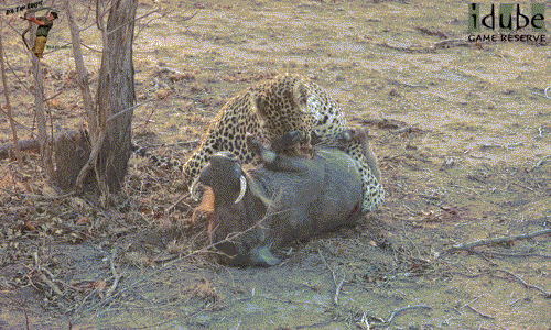 Thông thường những con báo đốm cái sẽ bỏ qua con mồi hung hãn và có sức chống trả mạnh mẽ, đòi hỏi thời gian săn giết lâu như lợn rừng. Tuy nhiên báo đốm đực lại hoàn toàn ngược lại, dường như chúng rất thích thử thách bản thân bằng cách săn giết lợn rừng, đặc biệt là những con lợn rừng trưởng thành.