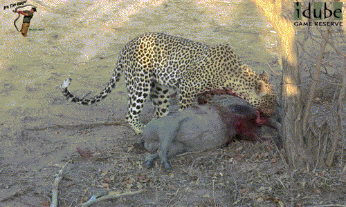 Ngay sau đó, nó liếm láp và kéo xác lợn rừng vào khu vực trú ẩn của mình để thoải mái thưởng thức.