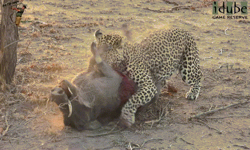 Sở dĩ báo đốm làm như vậy bởi vì vị trí này cách xa đôi răng nanh nguy hiểm của lợn rừng.