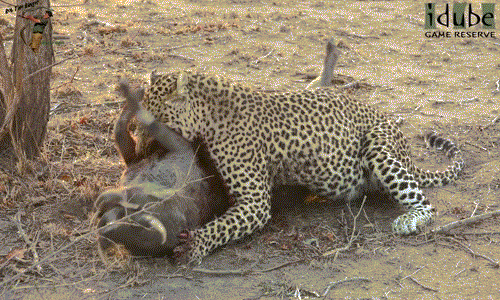 Chứng kiến lợn rừng đau đớn la hét và cố sức vùng vẫy nhưng không thể thoát khỏi hàm răng và móng vuốt của mình, báo đốm đực không khỏi tự đắc.