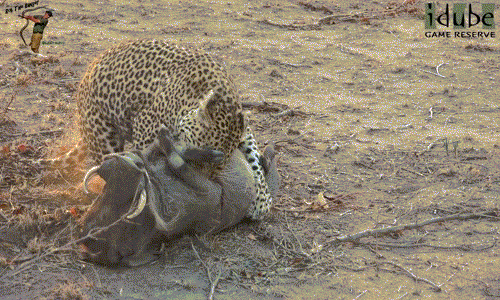 Trong ảnh là một con báo đốm dày dặn kinh nghiệm săn giết lợn rừng. Nó biết cách khiến lợn rừng bất lực khi chống trả.