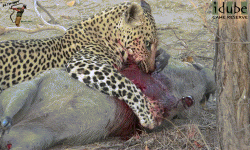 Ánh mắt sát thủ của báo đốm đực khát máu khiến nhiều người không khỏi lạnh gáy. Ánh mắt này như nói rõ, con lợn rừng sẽ không có bất cứ cơ hội sống sót nào.